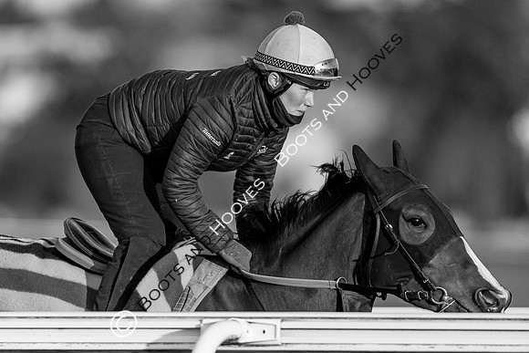 Newmarket Gallops