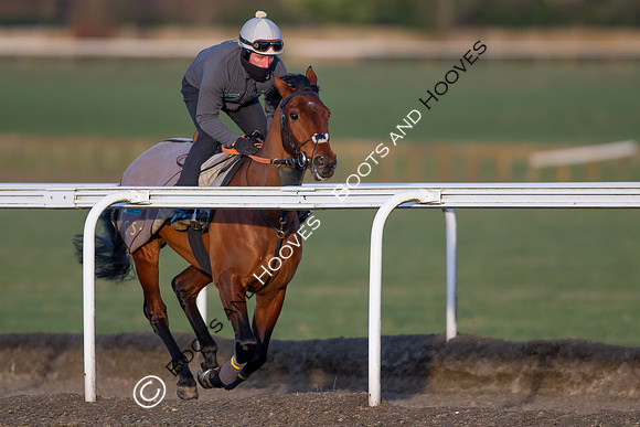 Newmarket Gallops