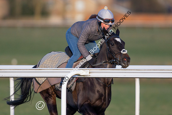 Newmarket Gallops
