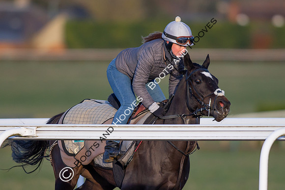 Newmarket Gallops