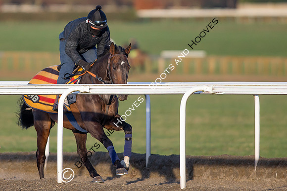 Newmarket Gallops