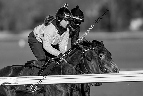 Newmarket Gallops