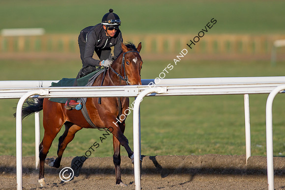 Newmarket Gallops