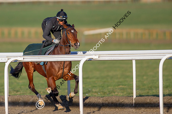 Newmarket Gallops