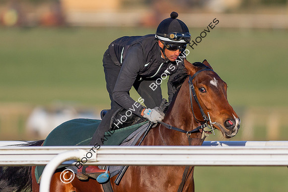 Newmarket Gallops