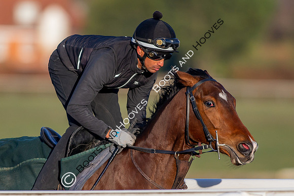 Newmarket Gallops