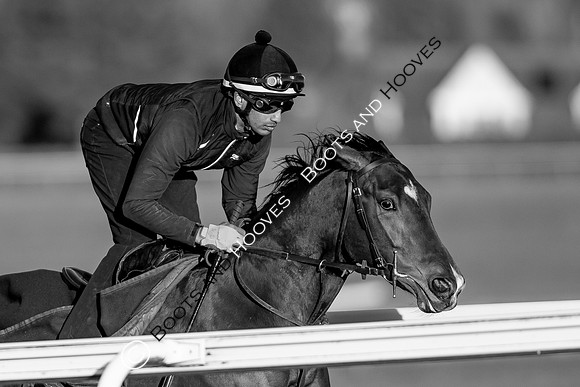 Newmarket Gallops