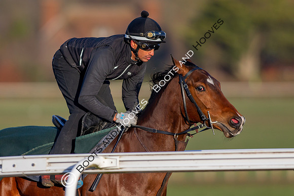 Newmarket Gallops