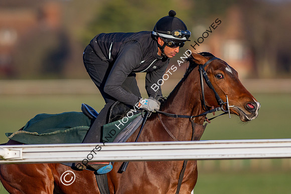 Newmarket Gallops