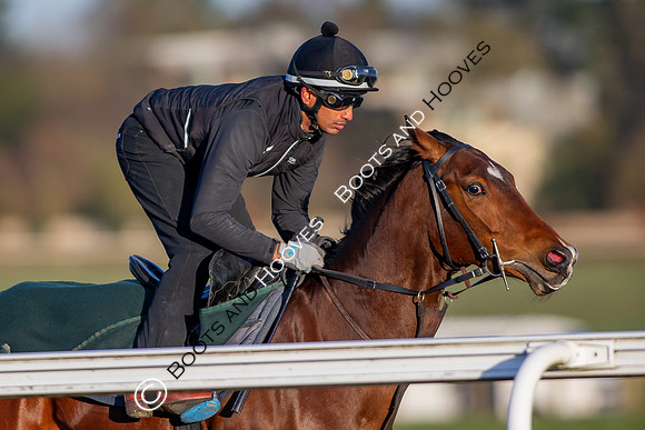 Newmarket Gallops