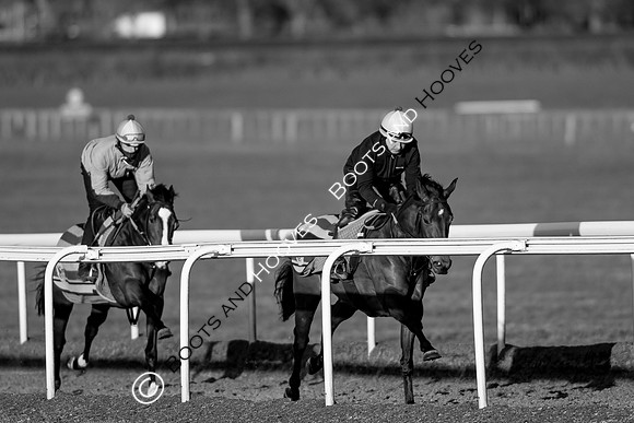 Newmarket Gallops
