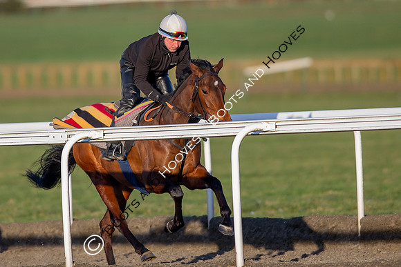 Newmarket Gallops