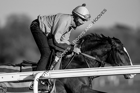 Newmarket Gallops