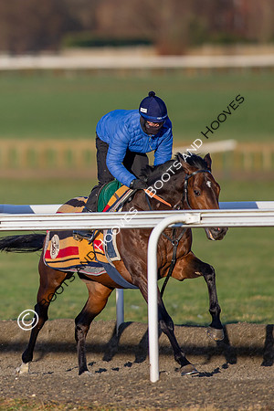 Newmarket Gallops