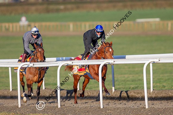 Newmarket Gallops