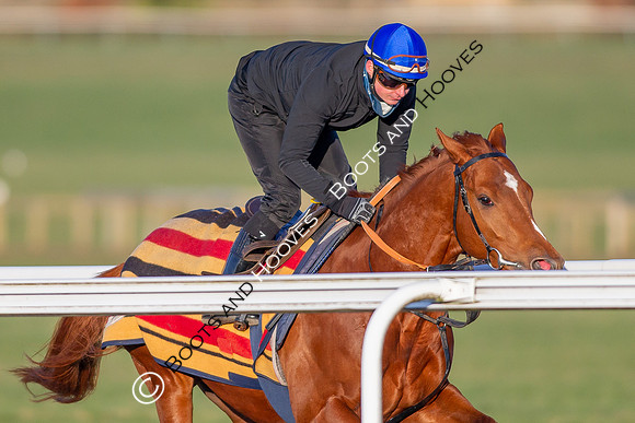 Newmarket Gallops
