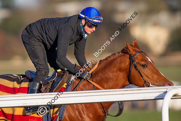 Newmarket Gallops