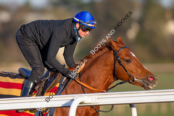 Newmarket Gallops