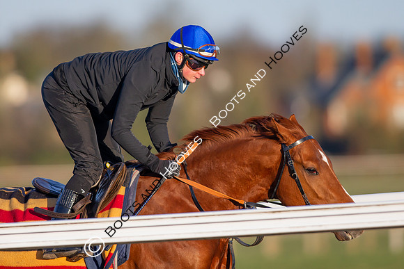 Newmarket Gallops