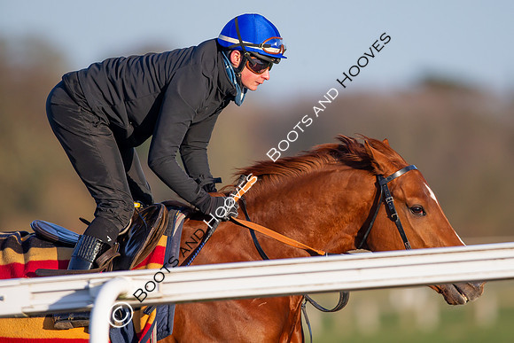 Newmarket Gallops