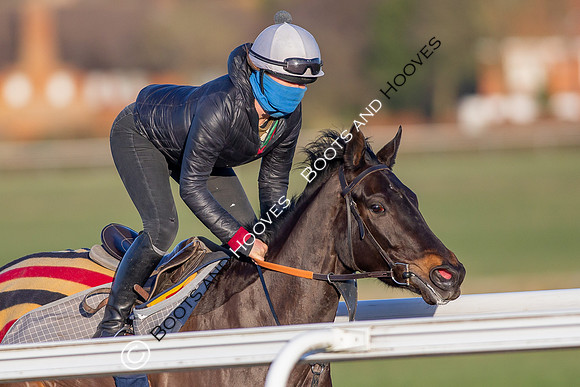 Newmarket Gallops