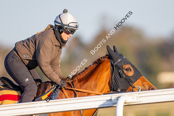 Newmarket Gallops