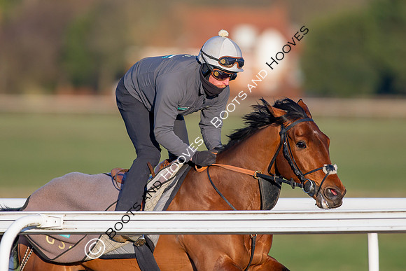 Newmarket Gallops