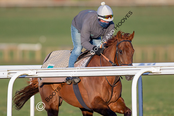 Newmarket Gallops