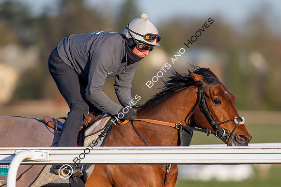 Newmarket Gallops