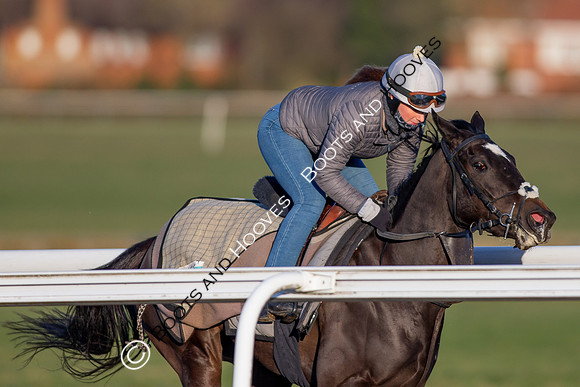 Newmarket Gallops