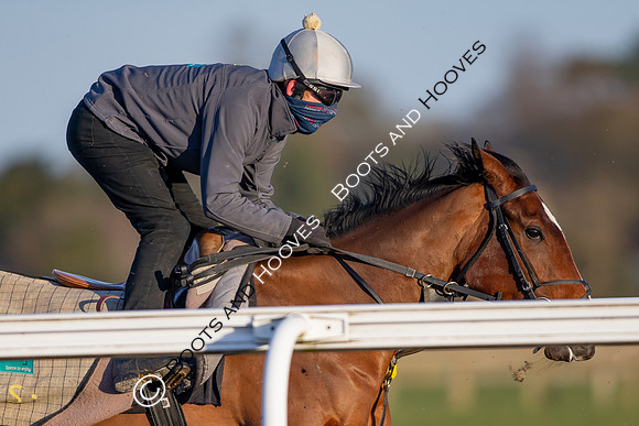 Newmarket Gallops