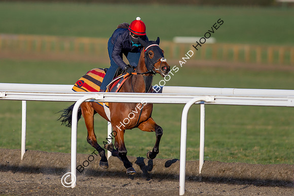 Newmarket Gallops