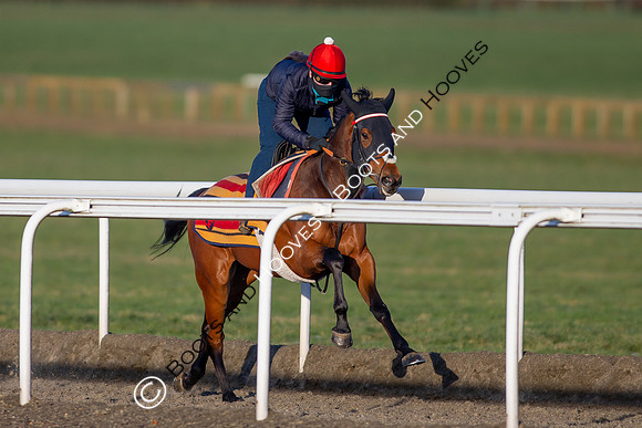 Newmarket Gallops