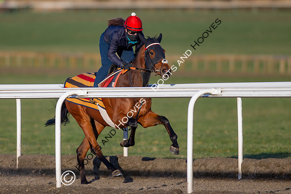 Newmarket Gallops