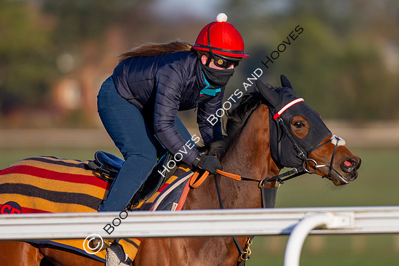 Newmarket Gallops
