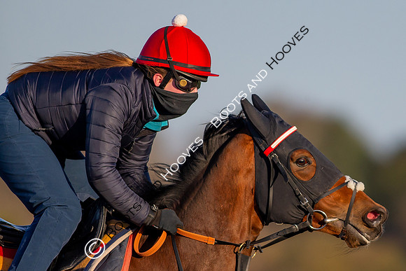 Newmarket Gallops
