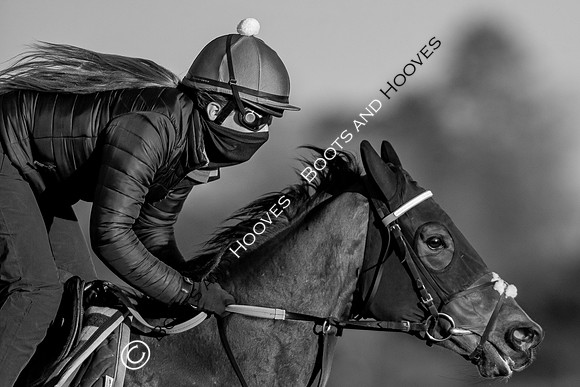 Newmarket Gallops