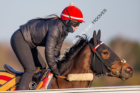 Newmarket Gallops