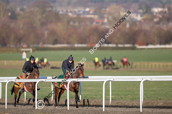 Newmarket Gallops