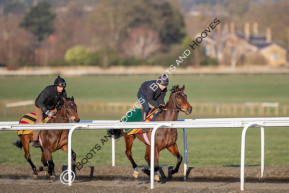 Newmarket Gallops