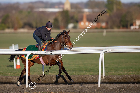 Newmarket Gallops