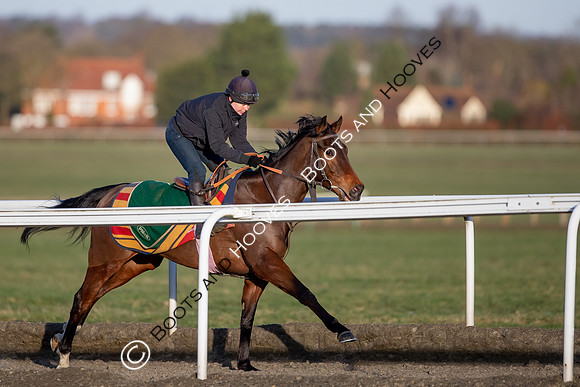 Newmarket Gallops