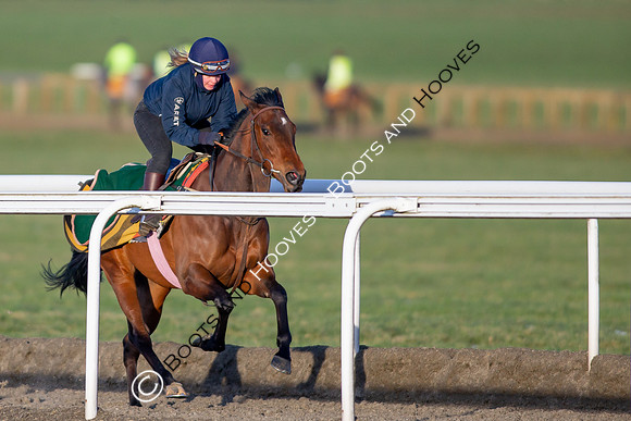 Newmarket Gallops