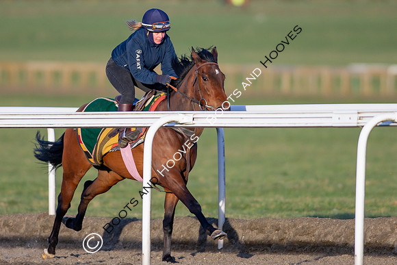 Newmarket Gallops