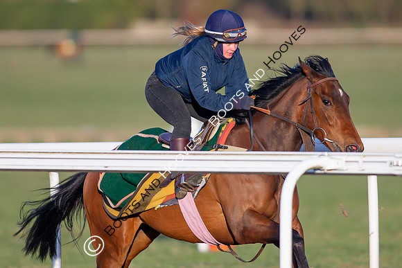 Newmarket Gallops