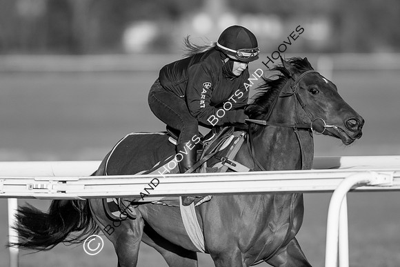 Newmarket Gallops
