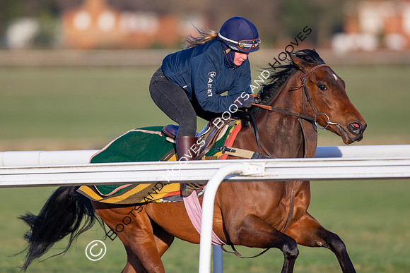 Newmarket Gallops