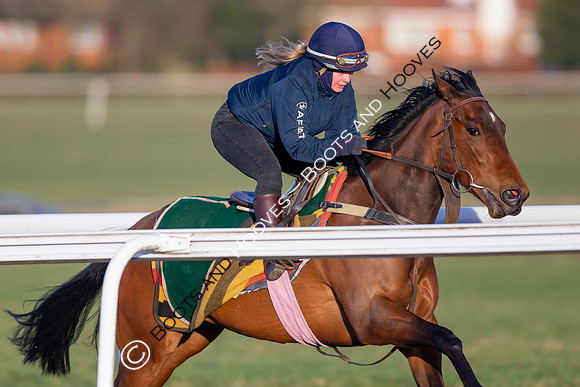 Newmarket Gallops