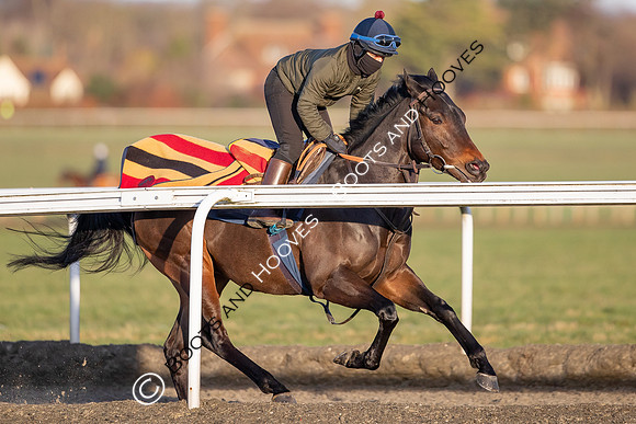 Newmarket Gallops