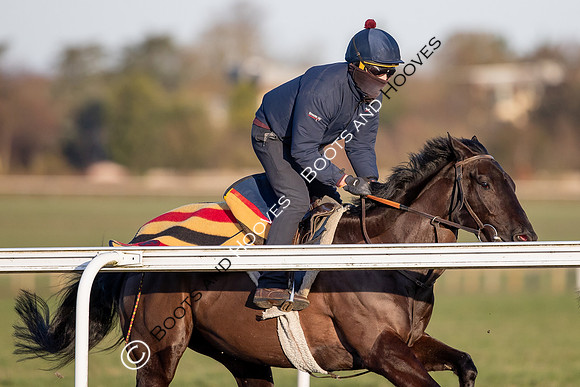 Newmarket Gallops